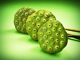 蓮花,種子,花
