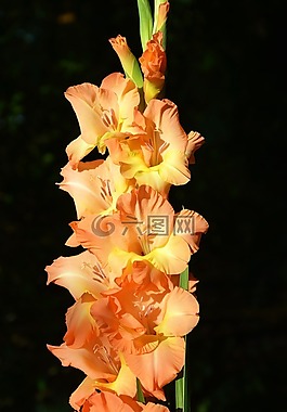 唐菖蒲,gladidus,蝴蝶温室