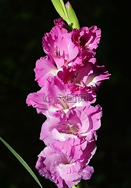 唐菖蒲,gladidus,蝴蝶溫室