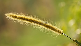 景觀,穗雜草,領(lǐng)域