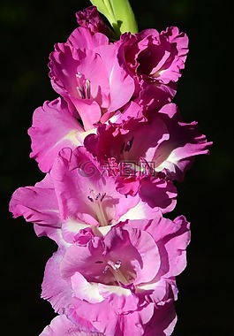 唐菖蒲,gladidus,蝴蝶溫室
