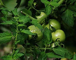 番茄,綠色,食品