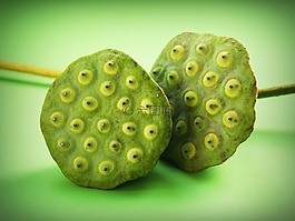蓮花,種子,花