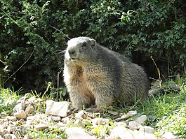 旱獭,高山,高寒旱獭