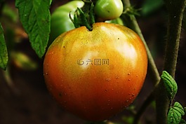 番茄,成熟,食品