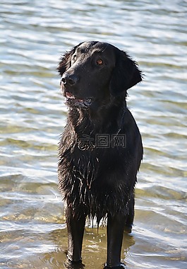 狗,獵犬,單位