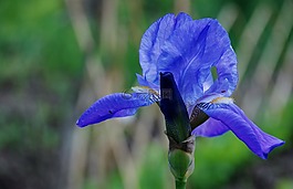 藍色,花,植物