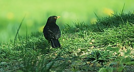 黑鳥,草,黑
