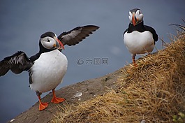 鳥,海雀,冰島