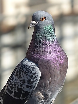 鳥,鴿子,動物區(qū)系