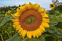 太陽花,花,黃色
