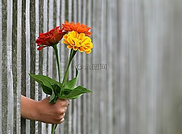 手,禮品,花束