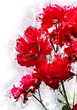 红色,玫瑰,鲜花