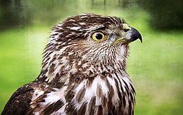 獵鷹,鳥,野生