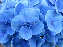 绣球,花,蓝色