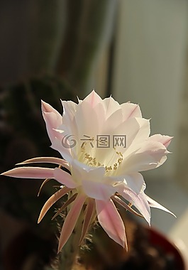 花卉,仙人掌,植物