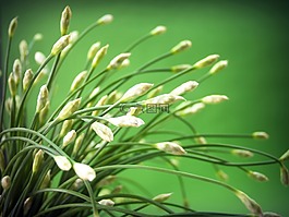 花,洋蔥,綠色