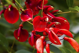 花,異國(guó)情調(diào),巴西