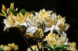 花,植物區(qū)系,葉