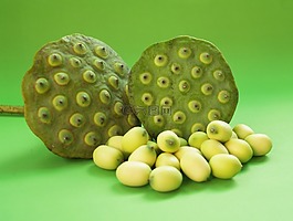 蓮花,種子,花