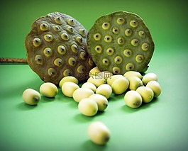 蓮花,種子,花