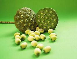 蓮花,種子,花