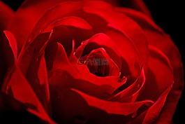 玫瑰,紅色,花