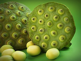 蓮花,種子,花
