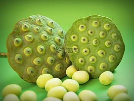 蓮花,種子,花