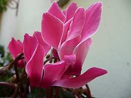 鮮花,仙客來,觀賞植物