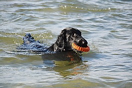 狗,獵犬,單位