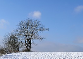 冬天,树木,雪