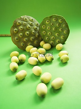 蓮花,種子,花