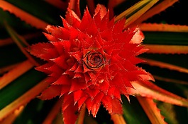 花,植物區(qū)系,自然