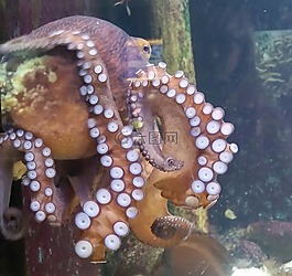 魷魚,動物園,水族館