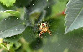 蜘蛛,web,蜘蛛網(wǎng)