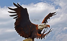 光頭,鷹,鳥(niǎo)