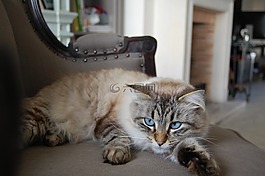 动物,猫趴,猫