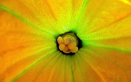 西葫芦,开花,特写