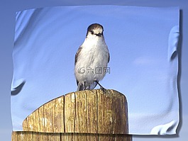 鳥,發(fā)布,天空