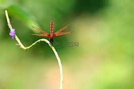 自然,葉,夏天