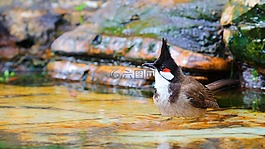自然,鳥,水