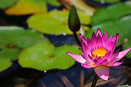 蓮花,池,植物區(qū)系