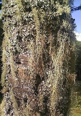 飞行,青苔,领域