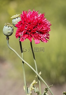 罌粟,充滿罌粟,紅色