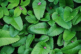 異國(guó)情調(diào),植物,自然