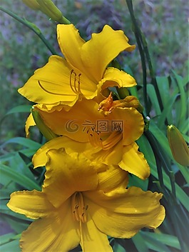 鮮花,黃色,花園