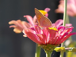 性質(zhì),蝴蝶,鮮花