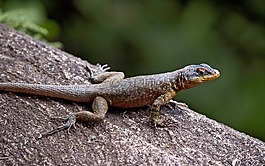 蜥蜴,爬行動物,野生動物