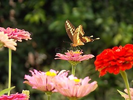 性質(zhì),蝴蝶,鮮花
